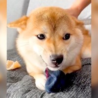 犬が『嫌いなブラッシング』をした結果…まさかの『父の靴下で何とか耐える姿』が可愛いと39万表示「歯食いしばってるｗ」「我慢して偉い」