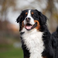 犬がご機嫌なときに見せる5つの行動とは？表情や仕草に表れる心理と飼い主がしてあげられること