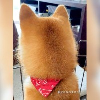 犬が『ブルーシート』を見つけた結果…なぜか『不審者と勘違い』する姿が面白かわいいと16万再生「番犬にはなれないねｗ」「後頭部が尊い」