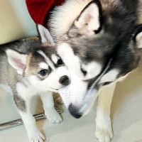 ハスキー子犬が『やりたい放題で育った』結果…兄ハスキーの優しい教育が尊すぎると88万表示「育児疲れしてるｗ」「天使のガブッ」絶賛の声