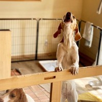 犬が『吠えているとき』の絶対NG行為5選　無駄吠えをやめさせるにはどうしたらいいの？