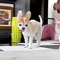 会社から『犬をカメラで覗いてみた』結果…衝撃的な『お留守番の悲劇』に思わず絶叫「叫ぶしかなくて草」「出るものは出るｗ」と16万再生