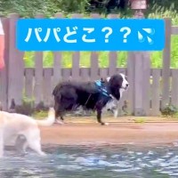 『パパどこ…？』犬が遊んでる途中で父を見失ってしまい…必死の捜索と『可愛すぎる結末』が676万再生「涙が出そう」「顔たまらん」と悶絶