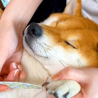 犬の爪をケアしていたら…まるで『専用ネイルサロン』に来たかのような光景が22万再生「女子力高い」「腕を折りたたんでて可愛すぎる」と悶絶