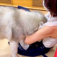 大型犬が『最愛のお姉ちゃんの帰宅』で見せた行動…全身全霊の『おかえりの仕草』が可愛すぎると190万再生「ママに甘える子供みたい」の声