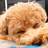 どうしてもパパママと一緒にお昼寝したい犬…気持ちが溢れてしまう『可愛い様子』が95万再生「平和すぎる」「なんて理想的な家族」と絶賛