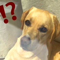 飼い主が早めに帰宅したら、大型犬が…まさかの『危機感ゼロな姿』が気を抜きすぎてると7万再生「可愛すぎてウケるｗ」「気まずそうで笑った」