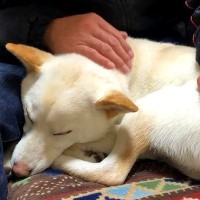 『家族がいつもと違う』と察した犬が…心配して見せた『健気すぎる行動』が感動的だと26万再生「可愛いのに涙が出る」「穏やかで優しい子」