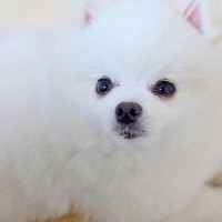 犬がイタズラしたので叱った結果…絶対に許してしまう『ごめんねの仕方』が可愛すぎると25万再生「すべて許す」「もう目がキュルキュル」