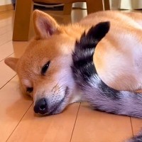 犬がウトウトしていた結果…猫による『まさかの寝かしつけ方』が可愛すぎると話題「しっぽペチペチｗ」「私にもお願いします」爆笑と羨望の声