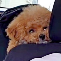 『どうしてボクだけ後ろなの…？』子犬を車の後部座席に乗せた結果…まさかの『あざとすぎる抗議の仕方』が可愛いと話題に