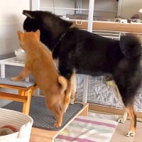 子犬が兄犬の『真似をしたがる』光景…まさかの『お水を一緒に飲む姿』が可愛すぎると15万再生「人間の兄弟みたい」「怒らないの優しい」