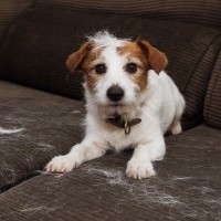 『抜け毛が多い犬』と暮らすときの注意点とは？必要なお手入れや対策まで