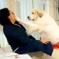 超大型犬が『格下の家族』にちょっかいをかけられた結果…まさかの『犬パンチ』が可愛すぎると94万再生「愛のあるコントｗ」「圧強くて草」