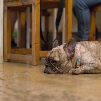 犬の飼い主が他人に配慮すべきこと5つ　全ての人が犬好きだとは限らないと意識しておこう