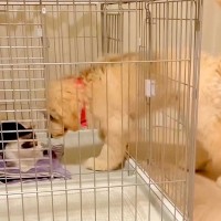 『部屋、間違えた…？』大型犬のケージで猫が陣取ってしまった結果…戸惑う姿と『切なすぎる結末』が話題「譲るしかないｗ」「可愛いし優しい」