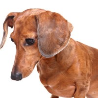 犬がうつむいているときの心理5つ　愛犬との信頼関係を強くさせる適切な対応とは