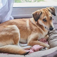 犬が『新しいベッド』で寝てくれない理由4つ　考えられる要因や解決策までご紹介