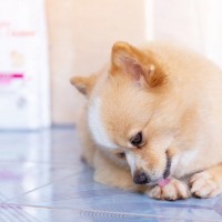 犬が『前足を舐める』理由4選　主な原因や止めさせるためにできることとは？