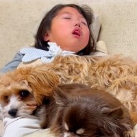 小さな女の子に寄り添う2匹の犬…『素晴らしい関係性』が垣間見れる光景が24万再生「可愛いの大渋滞」「穏やかで平和な世界」と話題