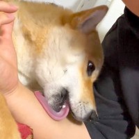 犬が飼い主の腕を舐めようとしたら…想像の斜め上をいく『舐め方のクセ』が179万再生「味わうな味わうなｗ」「思った以上で草」と大爆笑