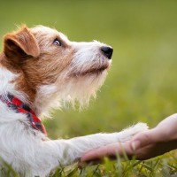 犬は『飼い主の顔を見分ける』ことができる？愛犬の記憶力や覚えさせる方法まで解説