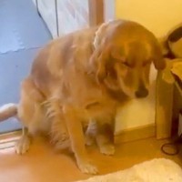 犬がド派手にイタズラをしてしまった結果…まさかの『謝罪の仕方』が可愛すぎる「絶対怒れないｗ」「怒られてるのちゃんと分かってる」の声