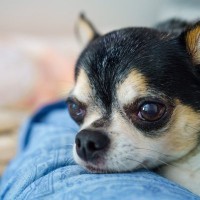 犬が飼い主に『あご乗せ』する心理4選　愛犬の気持ちに応えてあげるためにできることまで