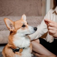 犬の「薬の飲ませ方」小さなコツと注意点を獣医が解説