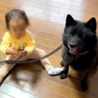 赤ちゃんが『犬のリードを持ちたい』とお願いしてきた結果…まさかの『優しすぎる気遣い』を見せる光景が64万再生「人間より賢い…」