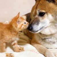 犬が子猫に『バンザイポーズ』で甘えられた結果…あまりの可愛さに『メロメロになる光景』が愛おしいと83万再生「優しいワンコ」「癒される」