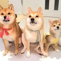 犬の3兄弟の『赤ちゃん時代』を見返してみたら…個性豊かな『性格の違い』が可愛すぎると14万再生「まさに天使」「癒される」と絶賛