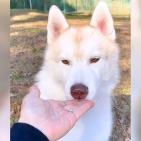 ボーダーコリーとハスキー犬の『性格の違い』を比較したら…個性が爆発する『可愛い結果』が277万再生「別ベクトルの賢さ」「マイペースｗ」