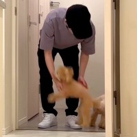 犬が6日ぶりに飼い主と再会したら…熱烈に『全身で喜ぶお出迎え』が感動的すぎると12万再生「嬉しさMAXで泣ける」「待ってたんだね」