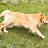 広いお庭を駆け回る大型犬…まるでジブリ映画のような光景が49万3000再生「ネコバスじゃなくてイヌバス」「幸せそう」と絶賛