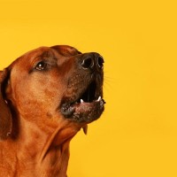 犬が人をバカにしているときにする行動3選　愛犬にナメられないためにできることとは？