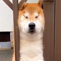 『どういう感情？』犬が柵に挟まってしまった結果…シュール過ぎる光景と戻り方に爆笑「脱皮みたいで草」「静かに戻るの可愛いｗ」と86万再生