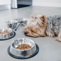 犬が食べすぎているときにみせる『4つのサイン』ご飯を与える際の適正量とは？