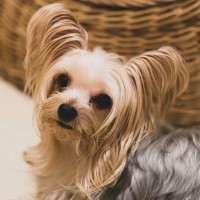 『サイズが小さい犬種』5選　主な特徴や超小型犬を飼うときの注意点とは？