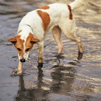 愛犬を『台風や水害』から守るために準備すべき6つの備え　事前に抑えておくべき知識や防災グッズをご紹介