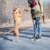 犬に『二足歩行』をさせる危険性とは？絶対NGな理由や愛犬に与える悪影響まで