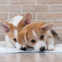 犬がトイレで眠る『5つの理由』本来の寝床で寝てもらうための対策や適切なしつけ方法まで