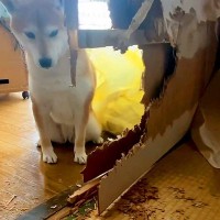 帰ったら家がぐちゃぐちゃに…まさかの悲劇で『犬が現行犯逮捕される光景』が面白すぎると238万再生「派手にやったなｗ」「再逮捕されるの草」