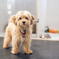 犬が『捨てられた』と勘違いしてしまう行動４選　無意識に愛犬を悲しませている可能性も…