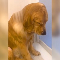 『大型犬がお風呂で絶望…かと思いきや？』まさかの姿が尊すぎると22万再生「寝落ち可愛すぎる」「落ち込んでるのかと思ったｗ」と話題に