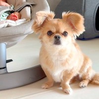 犬と赤ちゃんが一緒に暮らした結果…予想外の『赤ちゃん返り』が可愛すぎると2万7000再生「お姉ちゃんも甘えたいよね」「頑張ったご褒美」