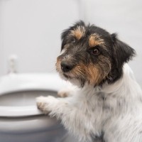 病気の可能性がある犬の『ウンチの状態』4選　危険な見た目や病院へ行くべきタイミングまで