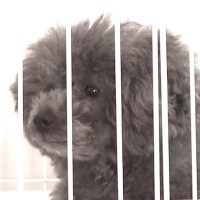 兄犬の入院中に弟犬が『ひとりでお留守番』した結果…カメラが捉えた『切なすぎる姿』に涙「号泣した」「こんなにも…胸がつまる」と10万再生