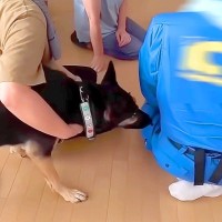 大型犬が『工事のおじさんに恋をした』結果…まさかの『ストーカー化』する姿が可愛すぎると15万再生「行動が乙女ｗ」「人懐っこすぎる」