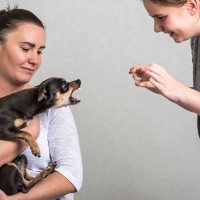 犬の目を見つめてはいけない『2つの理由』視線を合わせ続けると起こる愛犬への悪影響とは？